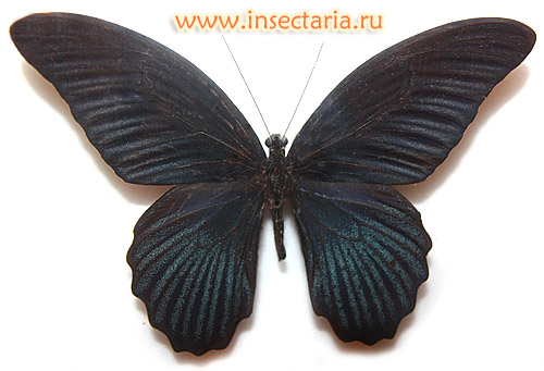 Парусник Мемнон (Papilio memnon)